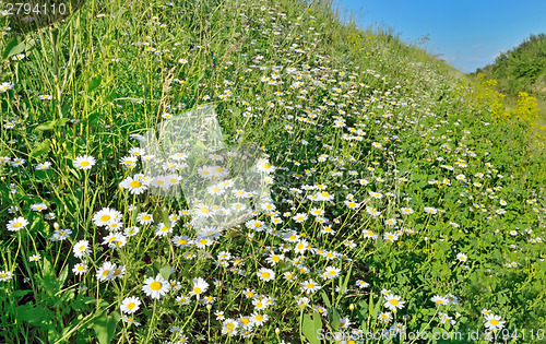 Image of camomiles flowers 