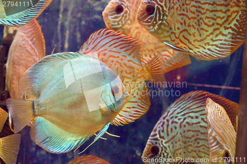 Image of Symphysodon discus  fish 