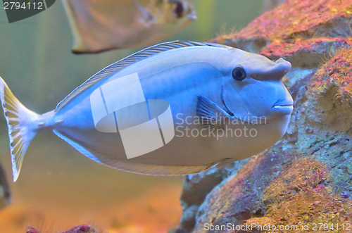 Image of bluespine unicornfish