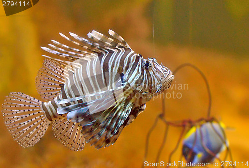 Image of Lion-fish