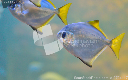 Image of Silver Pomfret 