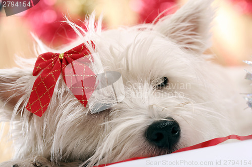 Image of Westie
