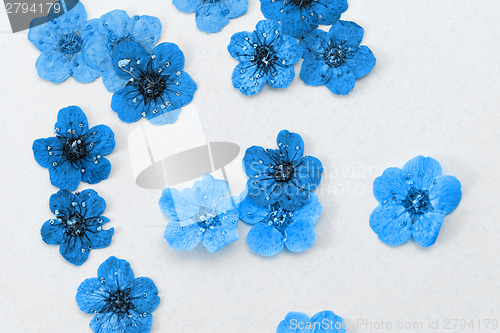 Image of Decorative montage compilation of colorful dried spring flowers