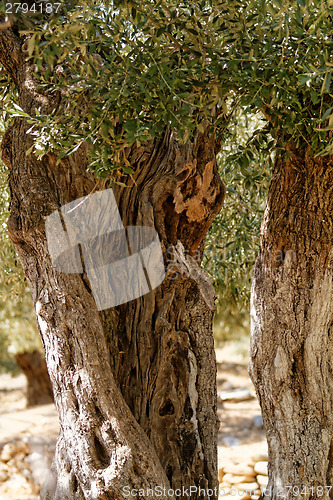 Image of Grece, Thassos