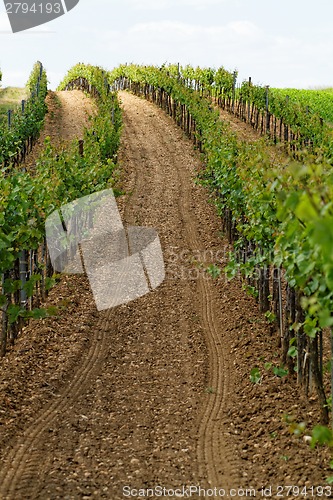 Image of Tokay grapes