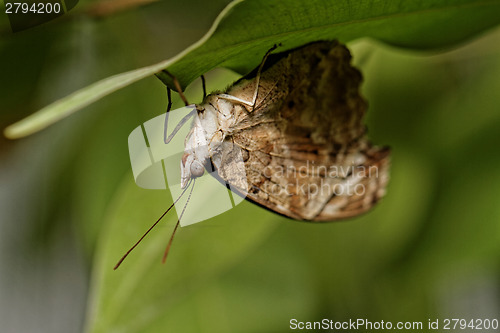 Image of Butterfly