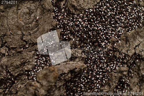 Image of Bugs on the trunk