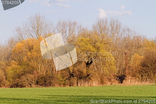 Image of Landscape