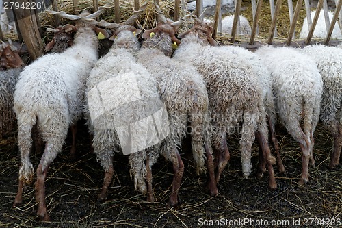 Image of Sheep on the farm