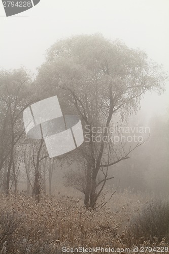 Image of Foggy morning