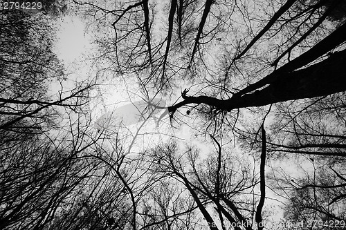 Image of Tall trees