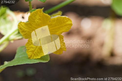 Image of Cucumber