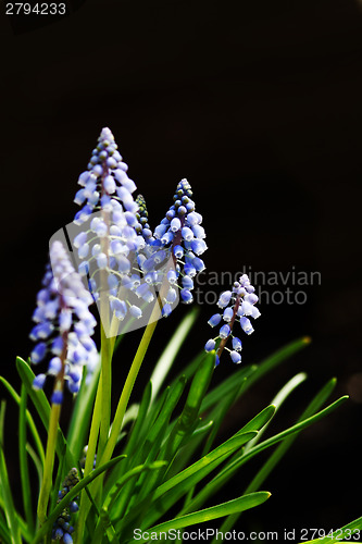 Image of Beautiful flower