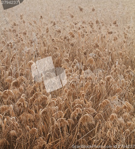 Image of Frosted plants