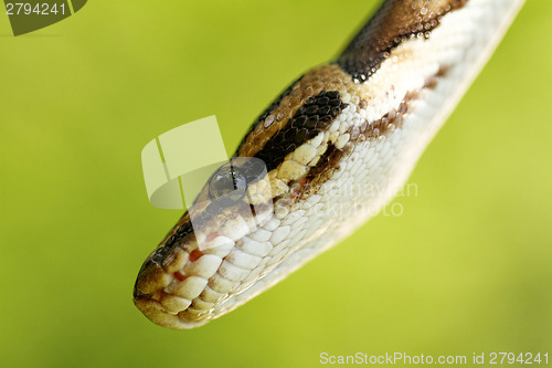 Image of Snake head