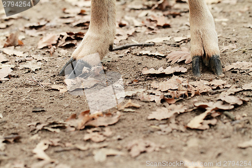 Image of Wild goat