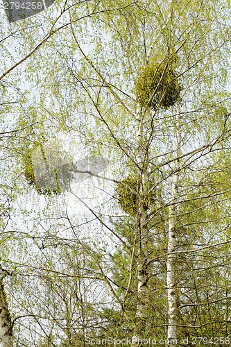 Image of Big forest