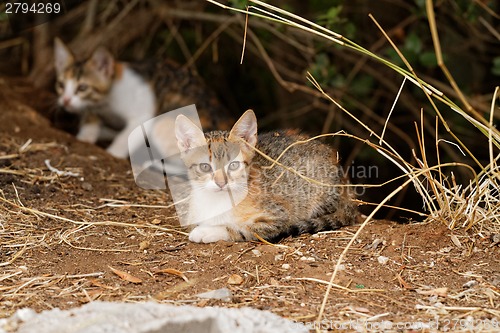 Image of Little cats