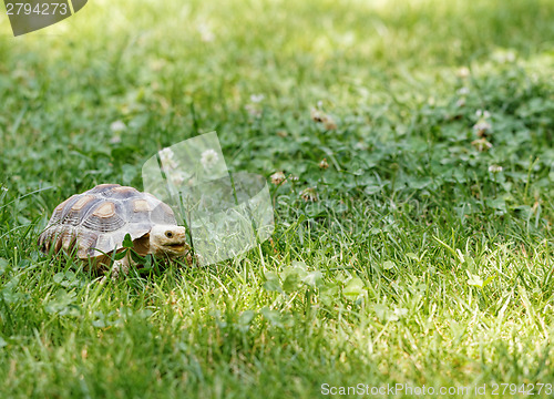 Image of Little turtle