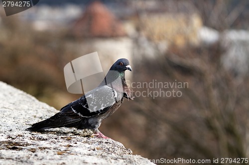 Image of Gray pigeon