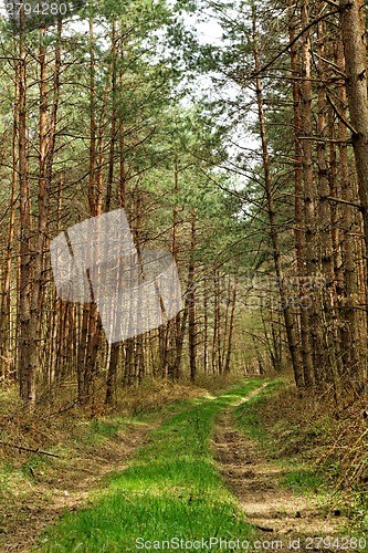 Image of Big forest