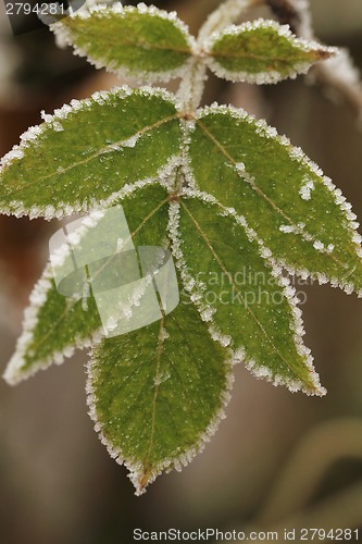 Image of Frosted plants
