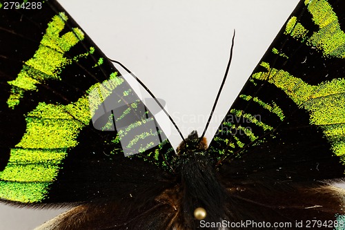 Image of Butterfly