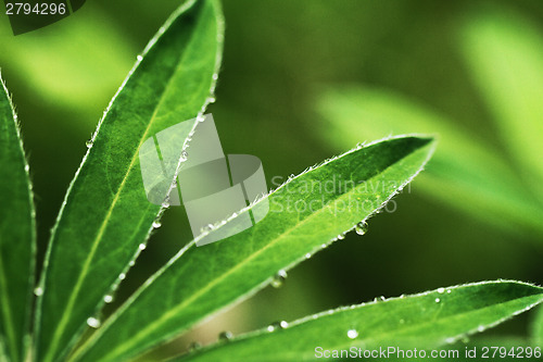 Image of Green leaves