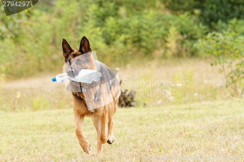 Image of German shepherd dog