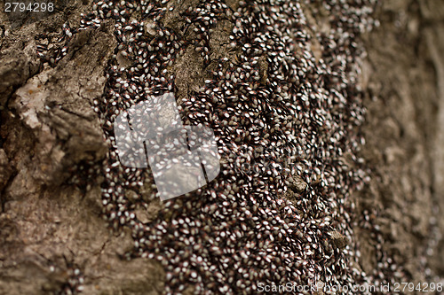 Image of Bugs on the trunk