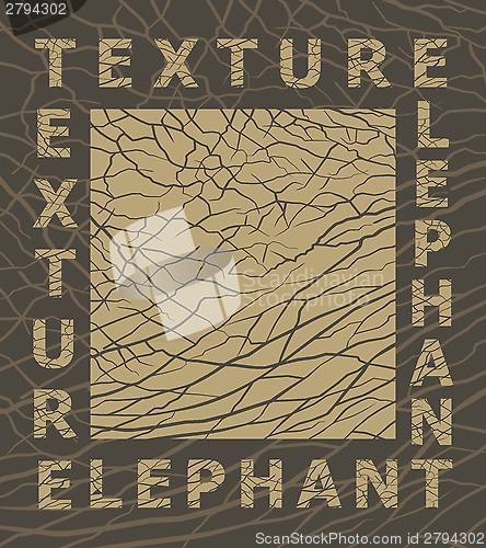 Image of Elephant skin texture