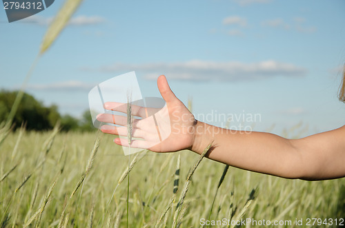 Image of green rye along the soft female hand  