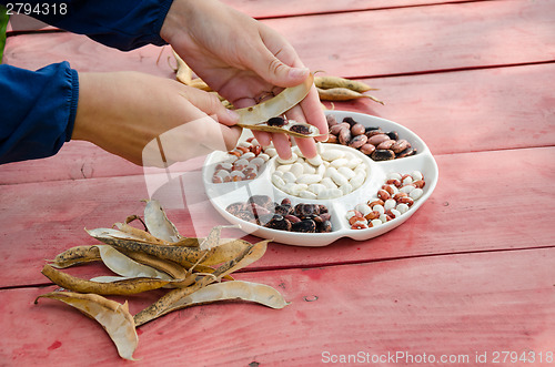 Image of close female hands shell husk decorative bean pods 