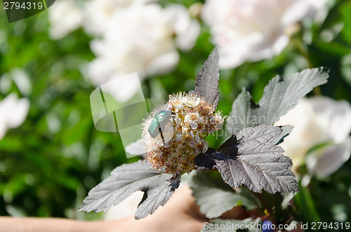 Image of bronze beetle cetonia aurata sits on white flower  