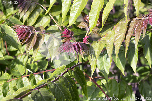 Image of Green and purple leaves