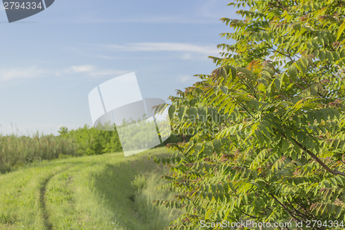 Image of Walking road in the countryside 