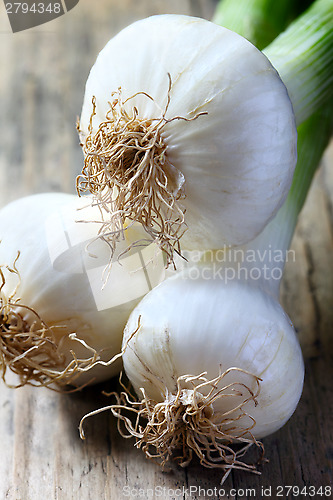 Image of Spring Onion 