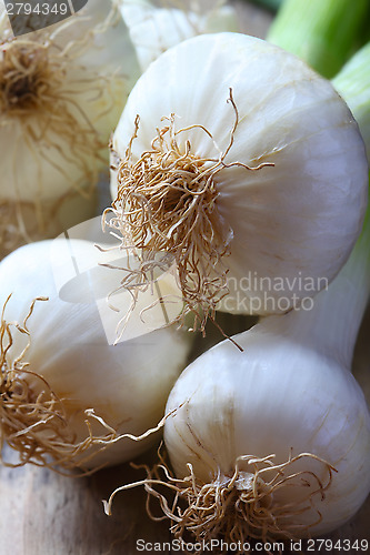 Image of Spring Onion