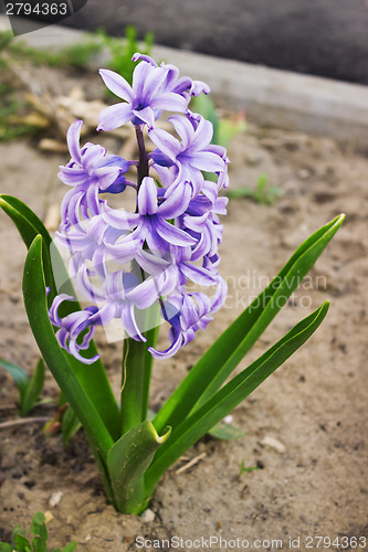 Image of Purple hyacinth in the spring flowerbed