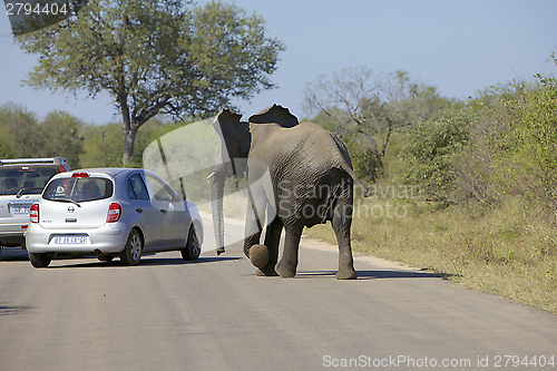 Image of Elephant chasing a car