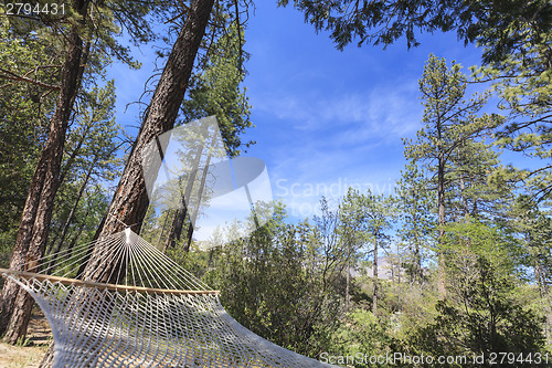 Image of Peaceful Hammock Hanging Among the Pine Trees