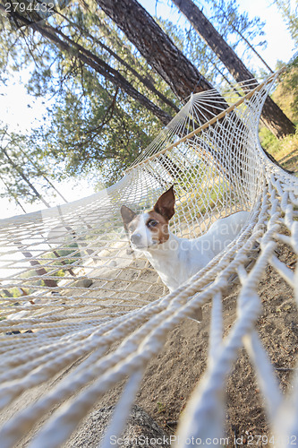 Image of Relaxed jack Russell Terrier Relaxing in a Hammock