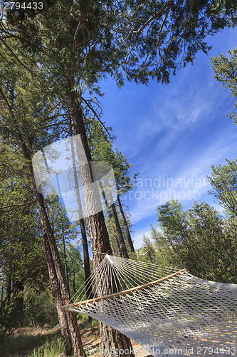 Image of Peaceful Hammock Hanging Among the Pine Trees