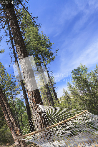 Image of Peaceful Hammock Hanging Among the Pine Trees