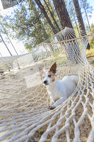 Image of Relaxed jack Russell Terrier Relaxing in a Hammock