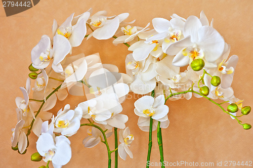 Image of white orchid