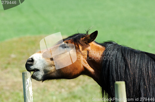 Image of horse head