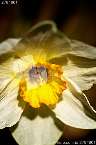 Image of Yellow Daffodil