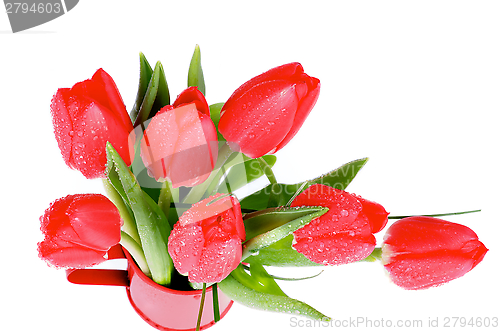 Image of Spring Tulips