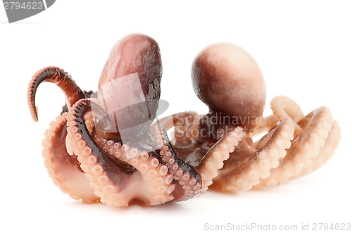 Image of Octopuses